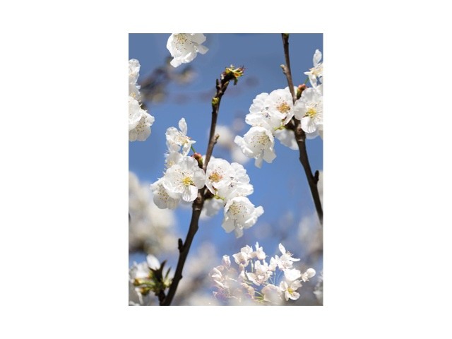 Bloemen fotobehang