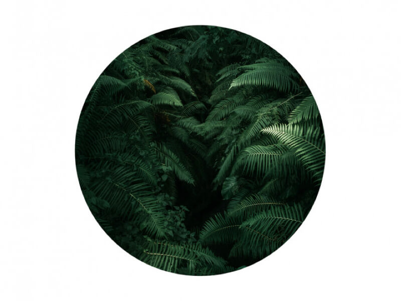 Behangcirkel jungle