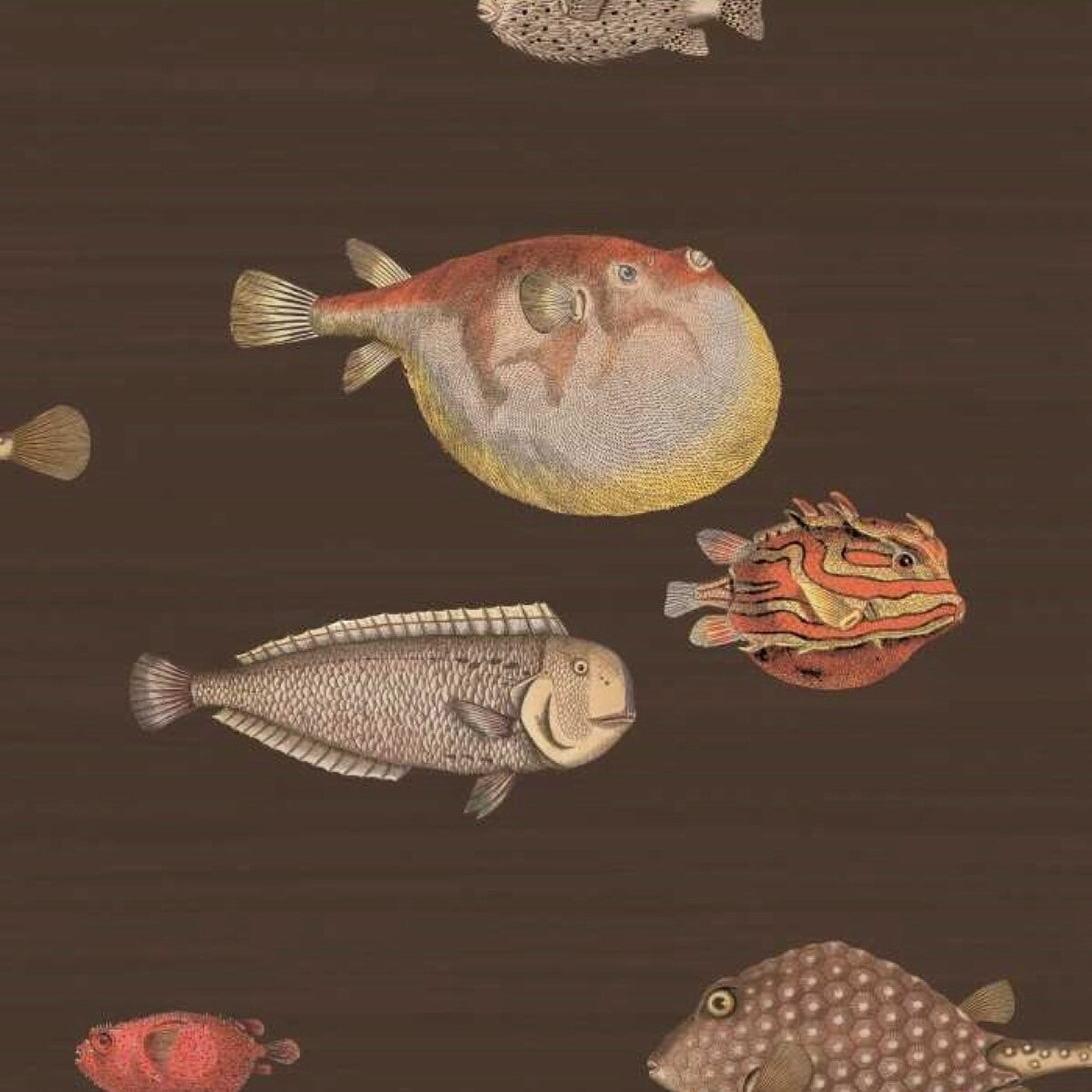 Cole & Son Acquario - 97/10048